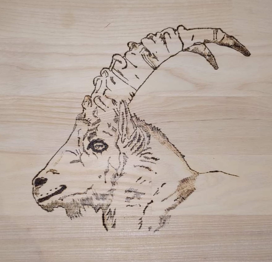 Tête de Chamois pyrogravée