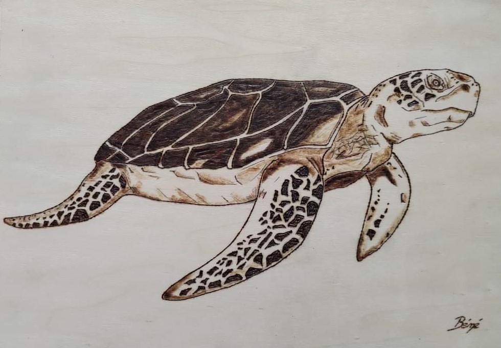 Tortue pyrogravé - Paysage A4