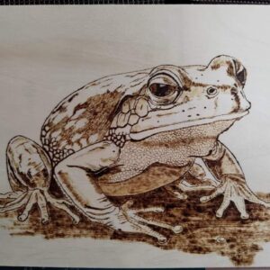 Grenouille pyrogravée - Paysage A4